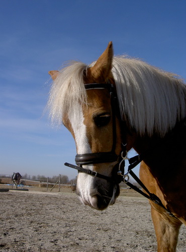Bolero